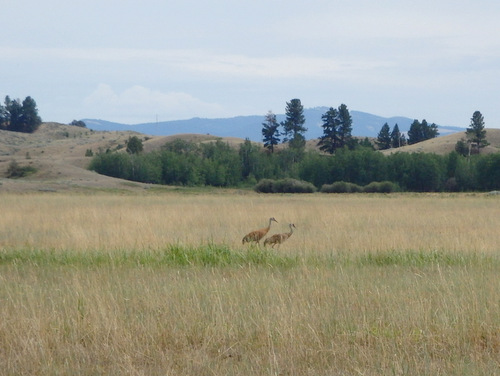 GDMBR: More pictures of the same pair of Sandhill Cranes.